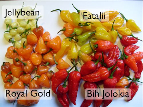 Chili Harvest 2010: Jellybean, Fatalii, Bih Jolokia, Royal Gold. An assortment of chili pods: Jellybean, Fatalii, Bih Jolokia, Royal Gold.