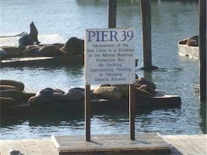 warning sign: no harrassing sea lions